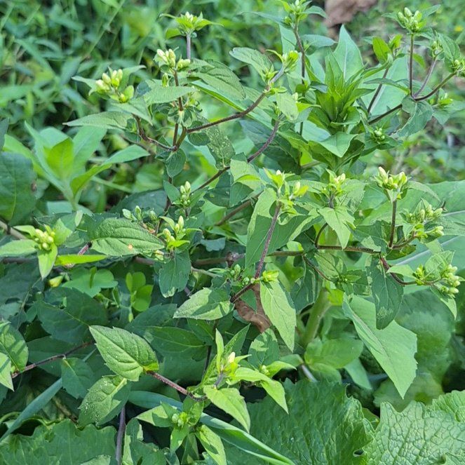 Photo of the plant species Mississippi Loosestrife by @GemFoxgrape93 named Beyonce on Greg, the plant care app