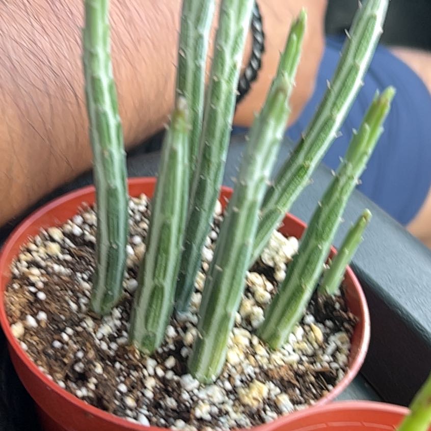 Photo of the plant species Candelilla by @AscendantTaro named Elle on Greg, the plant care app