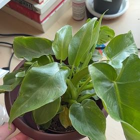 Photo of the plant species Philodendron Bob Cee by @BuffPlanty42 named Oscar on Greg, the plant care app