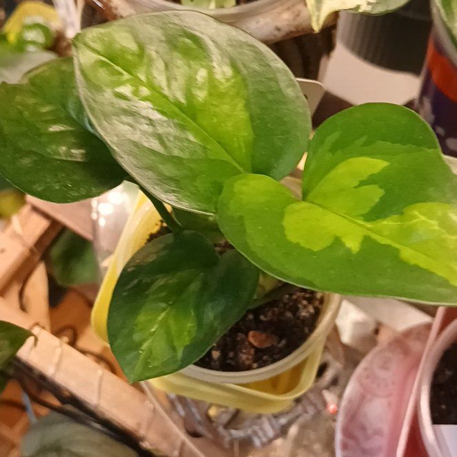 Photo of the plant species Global Green Pothos by @PetMostii51 named Huckleberry Fern on Greg, the plant care app