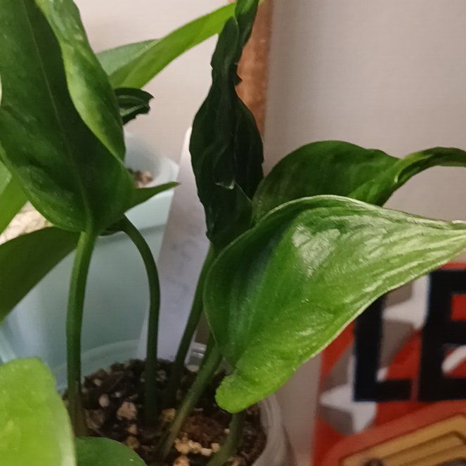 Photo of the plant species Pothos 'Shangri La' by @PetMostii51 named Ulysses S Plant on Greg, the plant care app