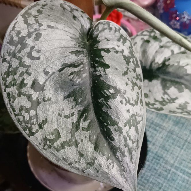 Photo of the plant species Silver Splash Pothos by @PetMostii51 named Zion on Greg, the plant care app