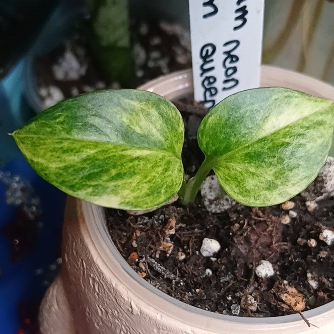 Photo of the plant species Neon Queen Pothos by @PetMostii51 named Lavender on Greg, the plant care app