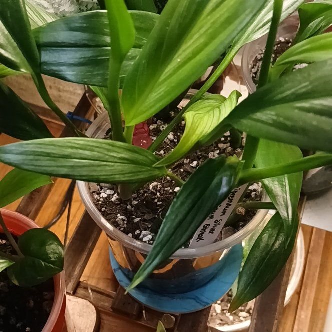 Photo of the plant species Pothos amplifolia by @PetMostii51 named Fernie Mercury on Greg, the plant care app