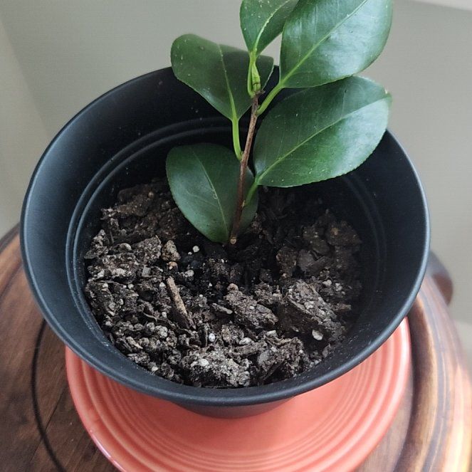 Photo of the plant species Camellia by @CoolRiberry67 named Elle on Greg, the plant care app