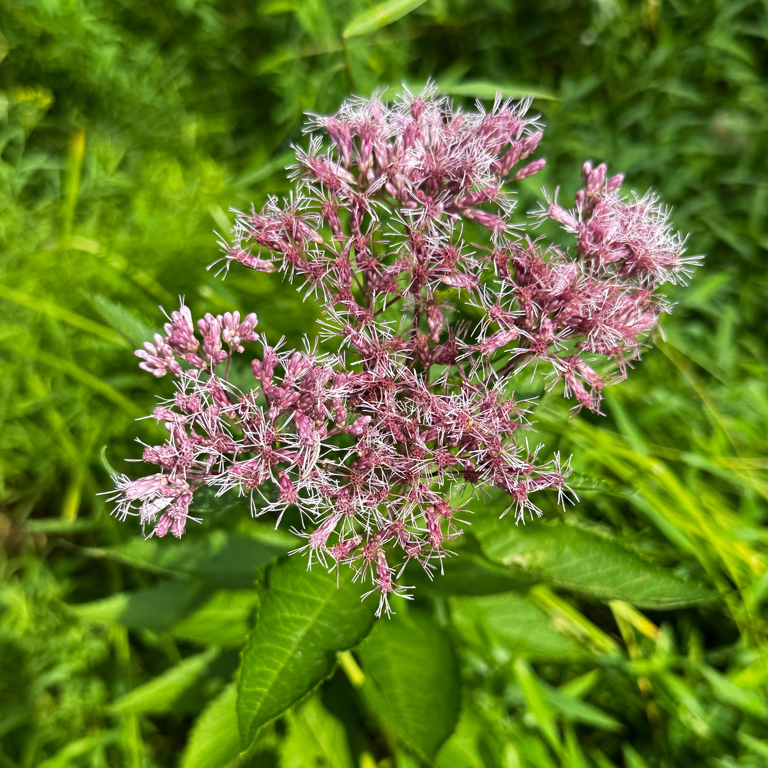 Photo of the plant species Hemp Agrimony by @GemKeylime71 named Fernie Mac on Greg, the plant care app