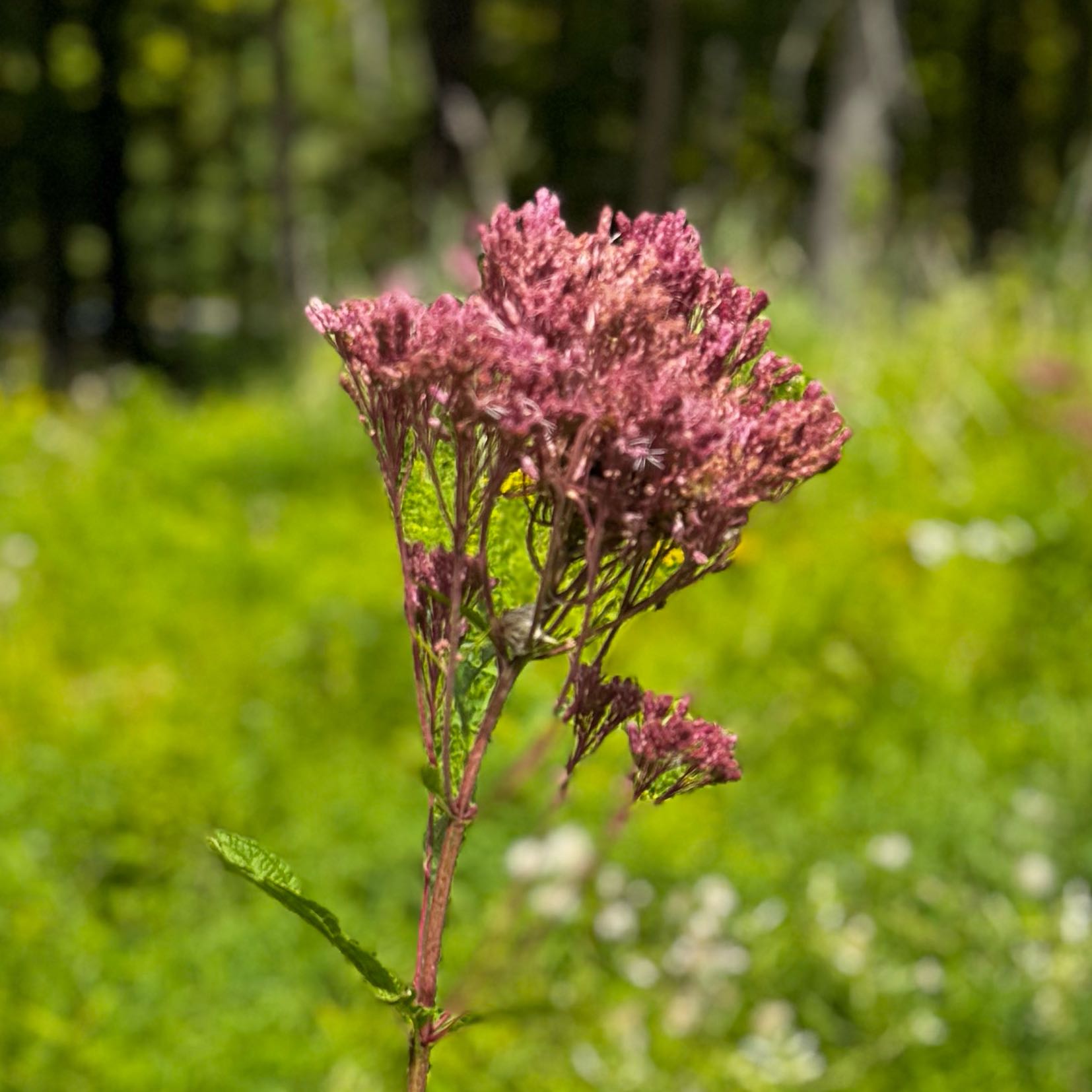 Photo of the plant species Queen of the Prairie by @GemKeylime71 named Treeyoncé on Greg, the plant care app