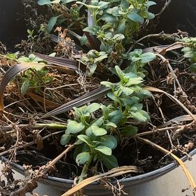 Photo of the plant species Night Sky Petunia by @FunBlue77 named Mochi on Greg, the plant care app