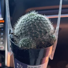 Photo of the plant species Rebutia miniscula by @CunningPalqui95 named Surya on Greg, the plant care app