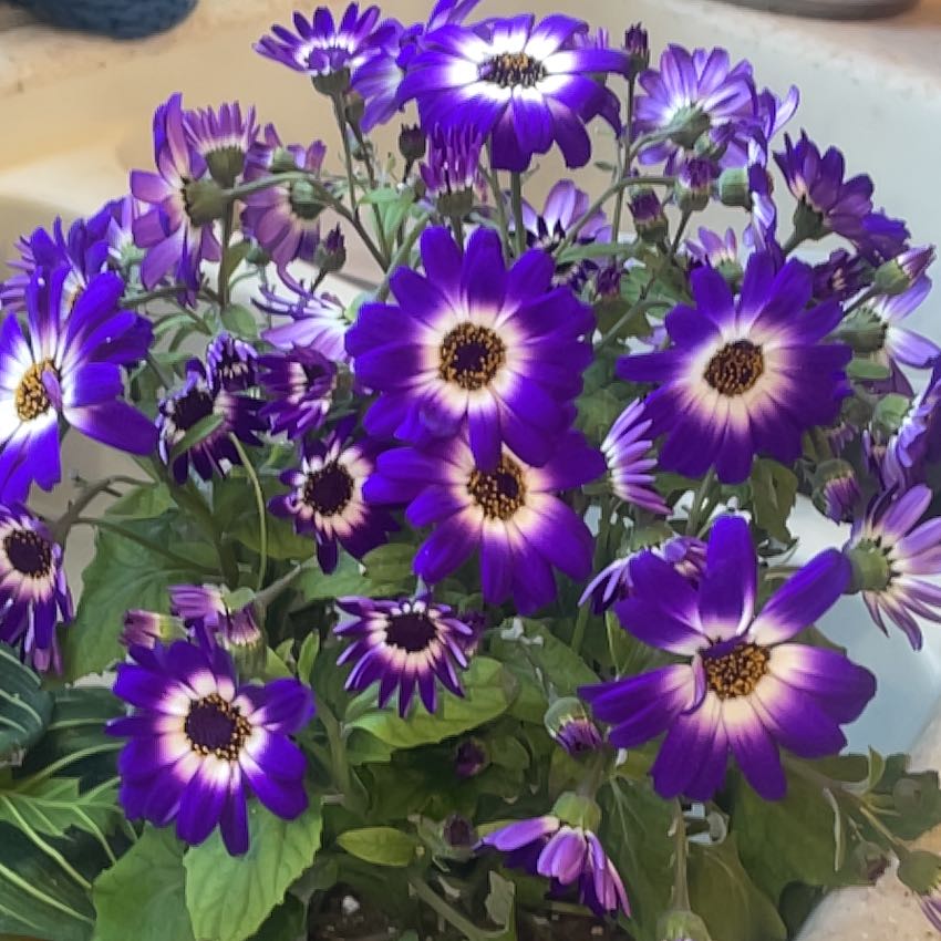 Photo of the plant species Cineraria by @LuxuryPawpaw2 named Athena on Greg, the plant care app