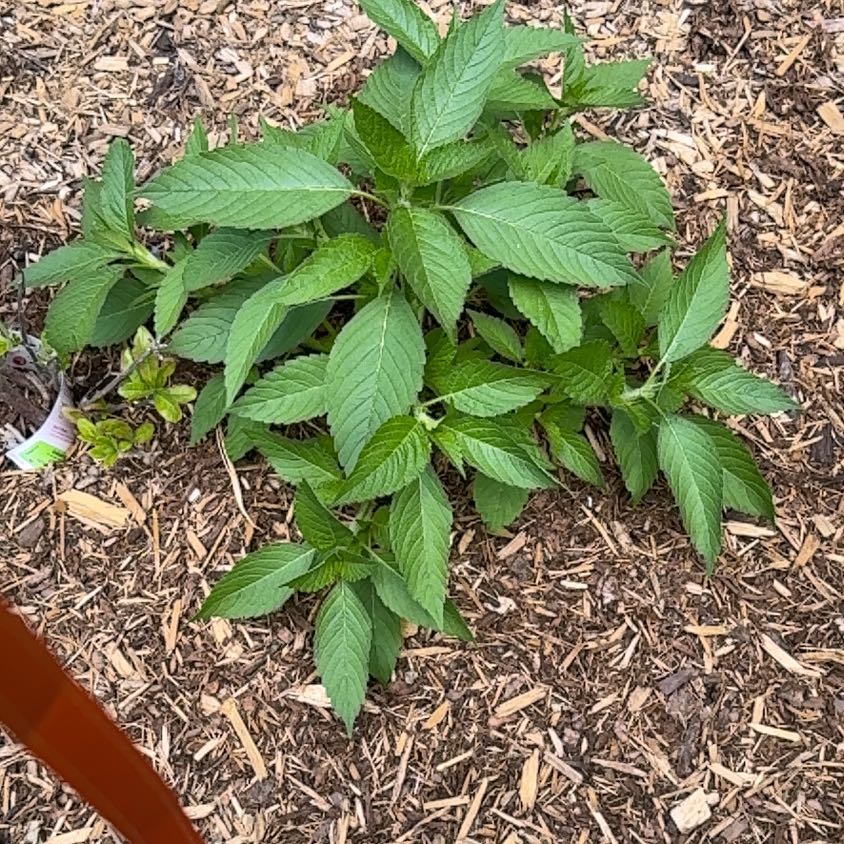 Photo of the plant species Ramgoat Dashalong by @ElatedRyebrome named Oscar on Greg, the plant care app