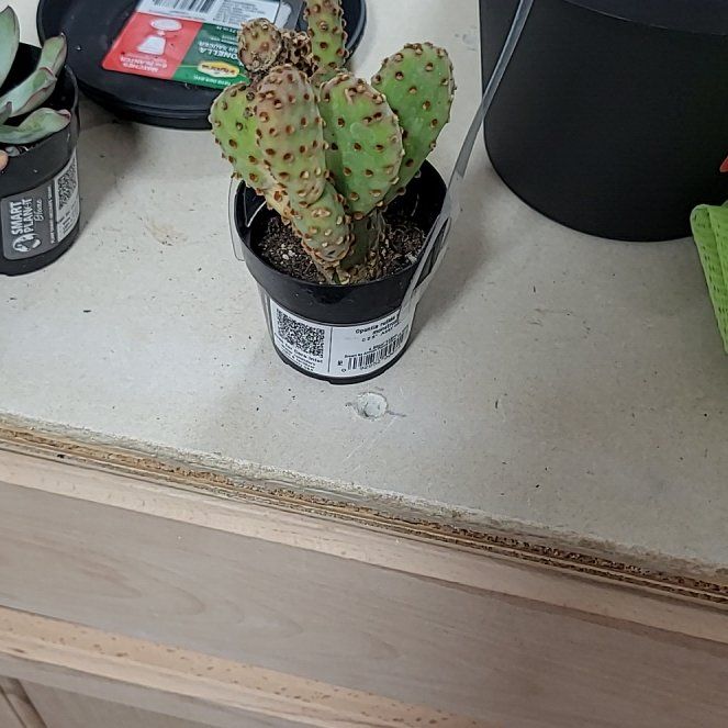 Photo of the plant species Opuntia rufida minima f. monstrose by @RadRubyball25 named Nopalito on Greg, the plant care app