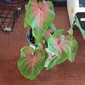Photo of the plant species Caladium 'Florida Sweetheart' by @Boo1223 named Mama Odie on Greg, the plant care app