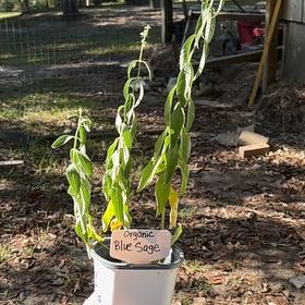 Plant care for Lemon on Greg, the plant care app