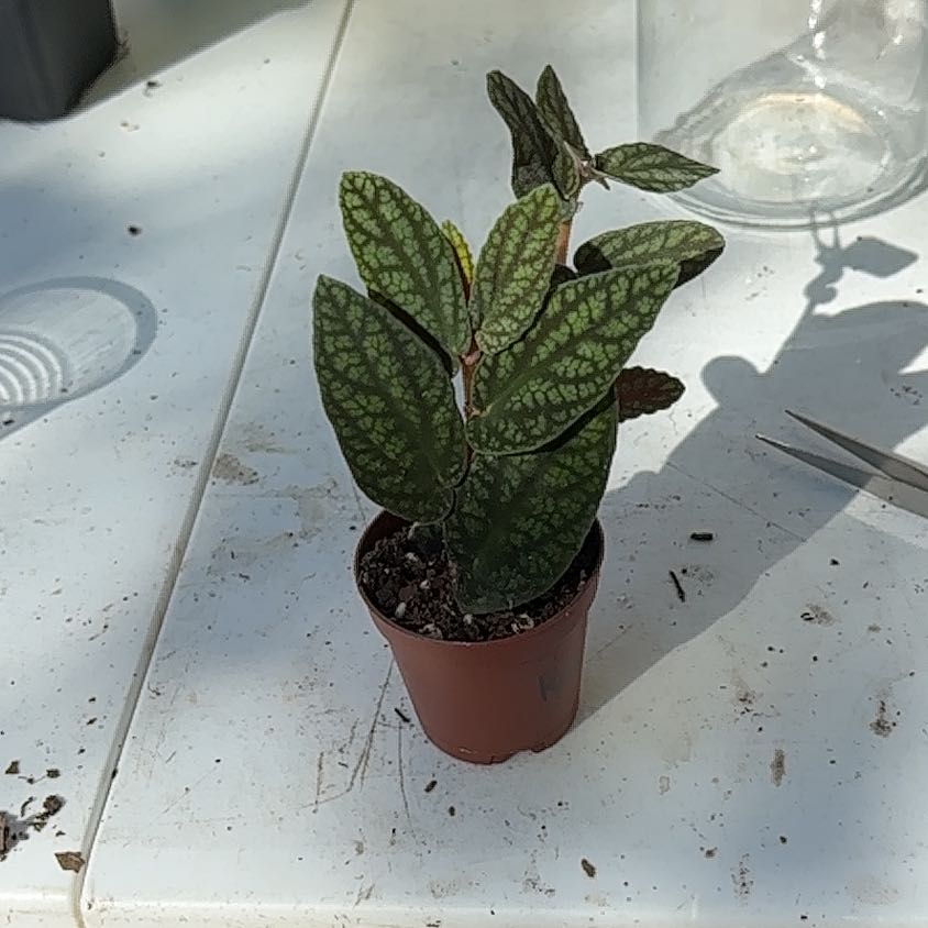 Plant care for Escargot Begonia on Greg, the plant care app