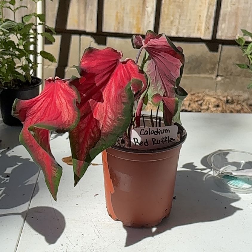 Photo of the plant species Brandywine Caladium by @Boo1223 named Diana on Greg, the plant care app
