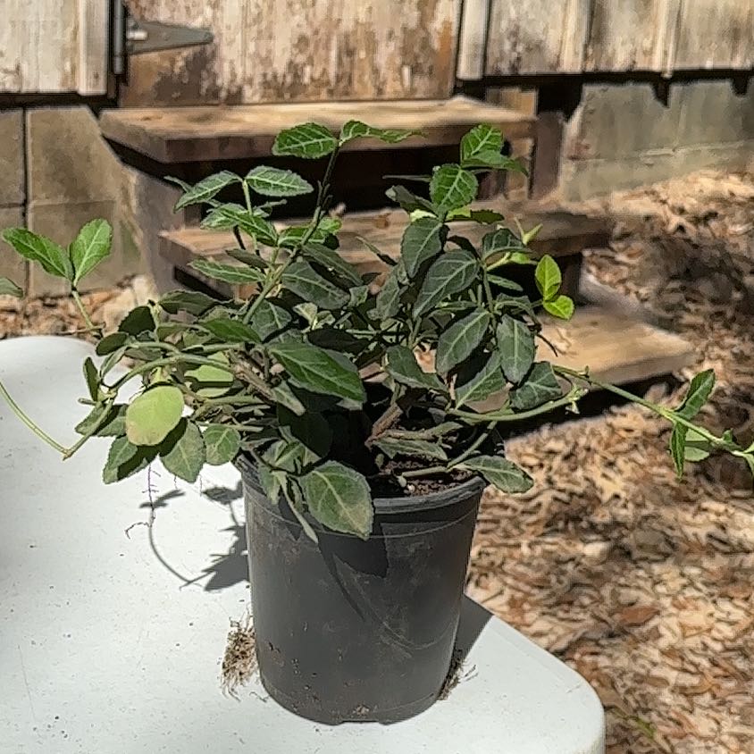 Photo of the plant species Purpleleaf Wintercreeper by @Boo1223 named Elle on Greg, the plant care app
