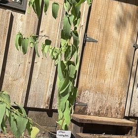 Photo of the plant species Eucalyptus Lemon Bush by @Boo1223 named Huckleberry Fern on Greg, the plant care app