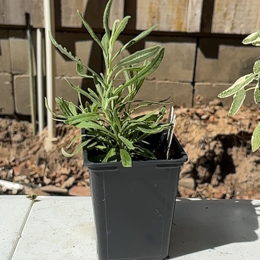 Photo of the plant species Sweet Lavender by @Boo1223 named Lola on Greg, the plant care app