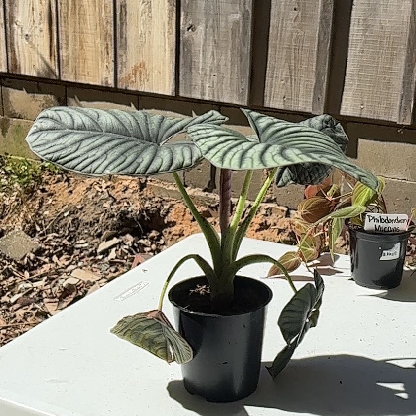 Photo of the plant species Alocasia Silver Nebula by @Boo1223 named Forrest on Greg, the plant care app