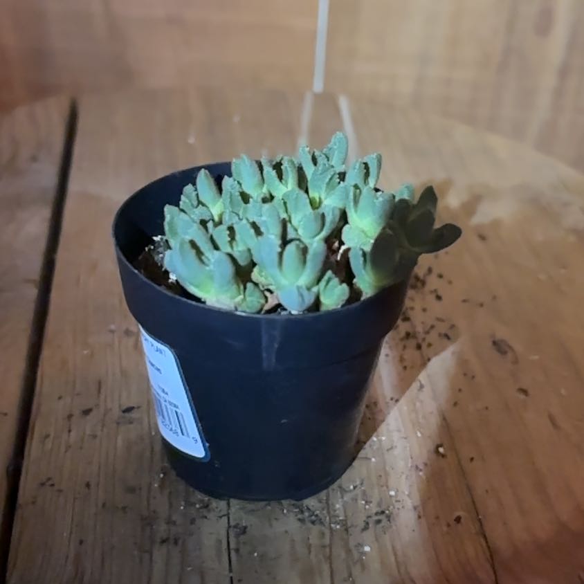 Photo of the plant species Stomatium by @Boo1223 named Baesil on Greg, the plant care app