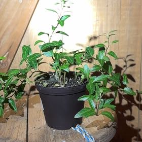 Photo of the plant species Royal Hustler Ivy by @Boo1223 named Clooney on Greg, the plant care app