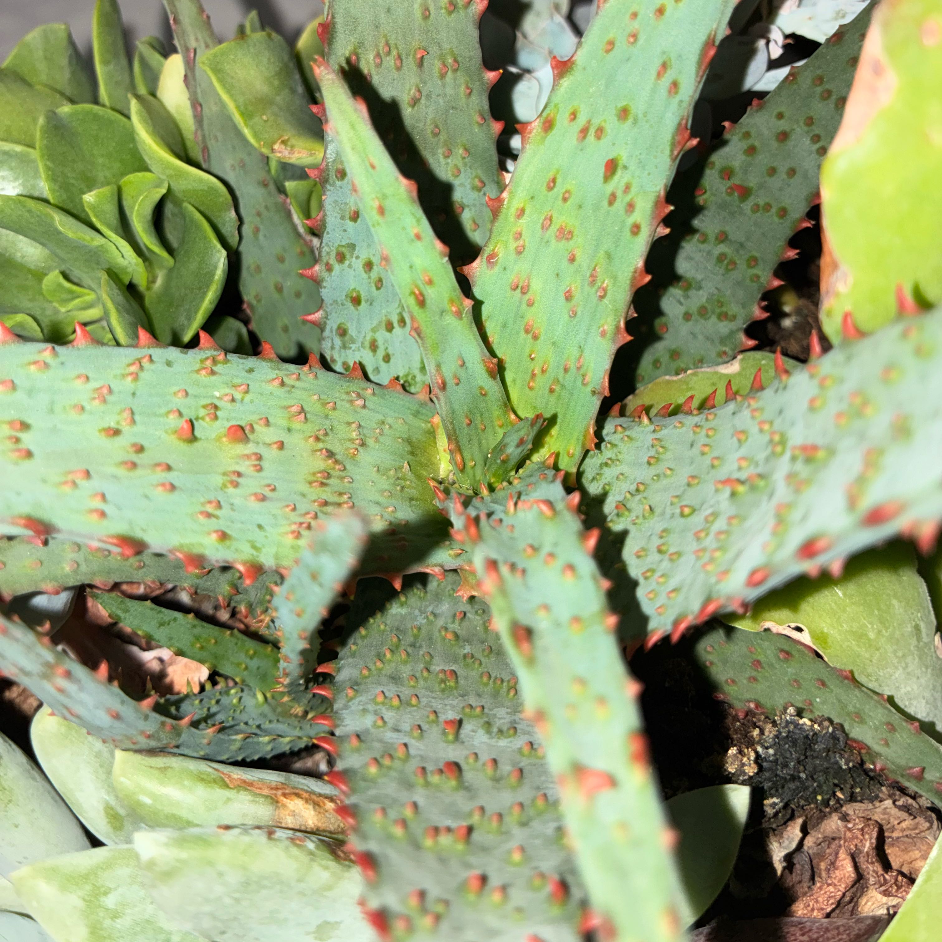 Photo of the plant species Aloe castilloniae by @SportyTutu5 named Pax on Greg, the plant care app