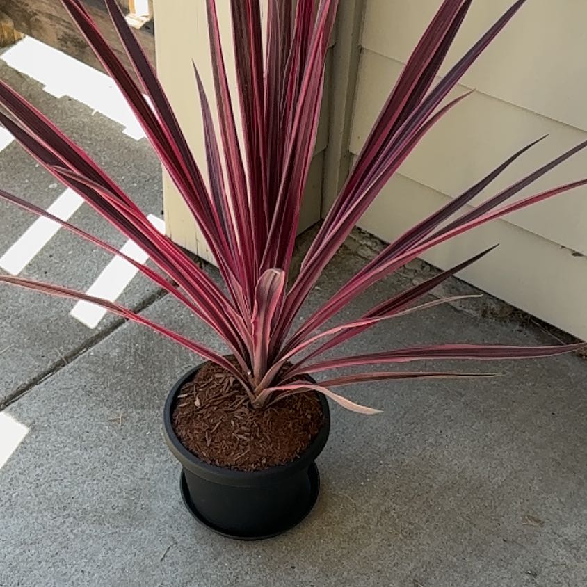 Photo of the plant species Pink Dreams by @DearPalmgrass15 named Baesil on Greg, the plant care app