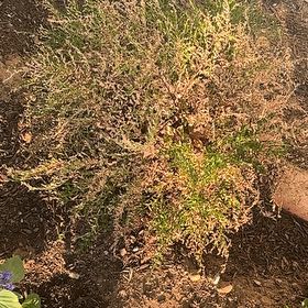 Photo of the plant species Mexican False Calico by @YeveSnowrose40 named Bodhi on Greg, the plant care app