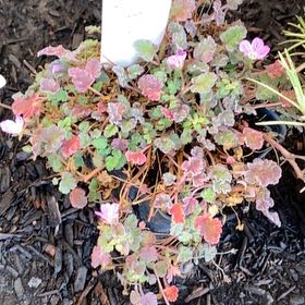 Photo of the plant species Ivy-Leaved Speedwell by @NewBlinks45 named Orlando Bloom on Greg, the plant care app