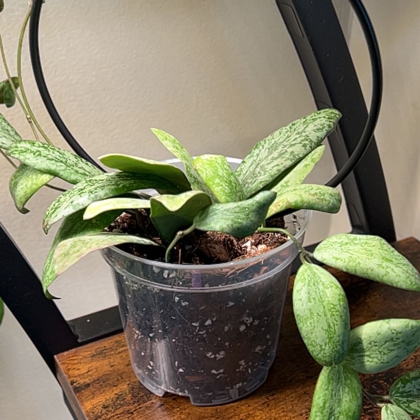 Photo of the plant species Hoya Sigillatis Borneo by @BigwigBonsai13 named Sage on Greg, the plant care app