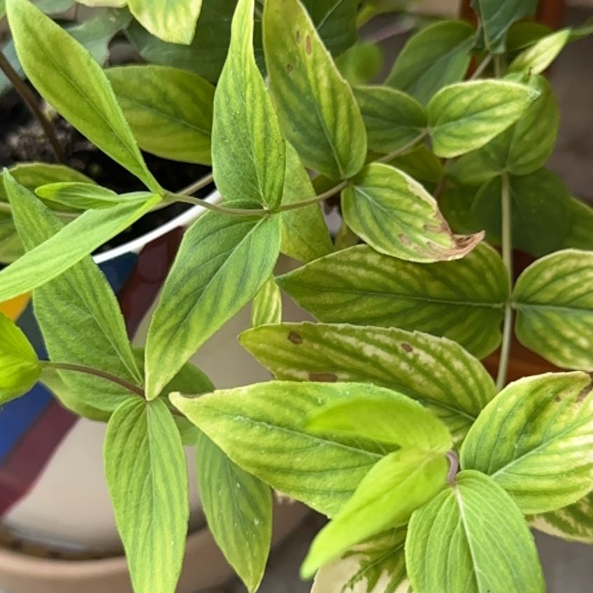 Photo of the plant species Mountain Mint by @GladShallot74 named Beyonce on Greg, the plant care app