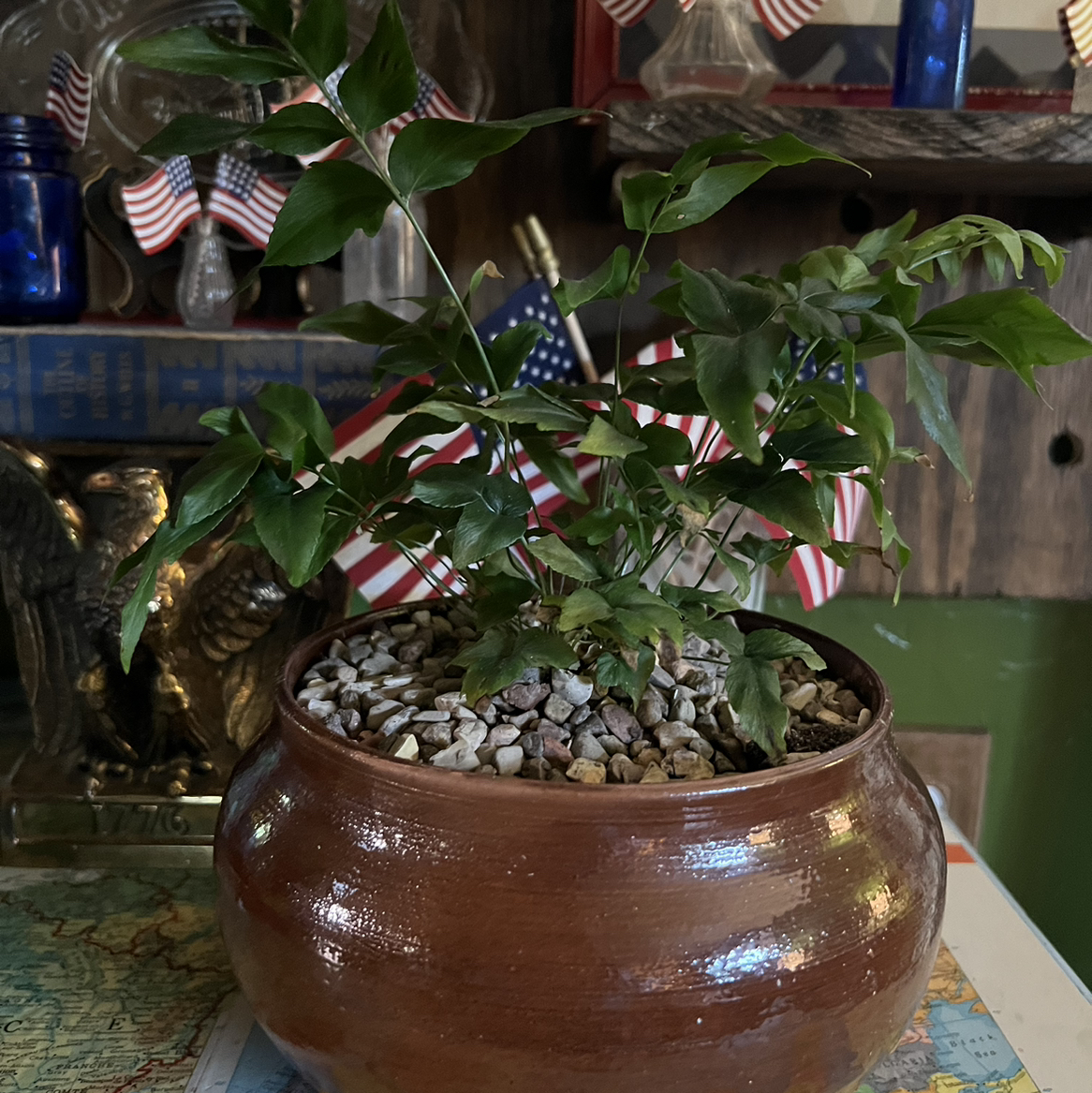 House Holly-Fern in a brown pot with pebbles, surrounded by decorative items.