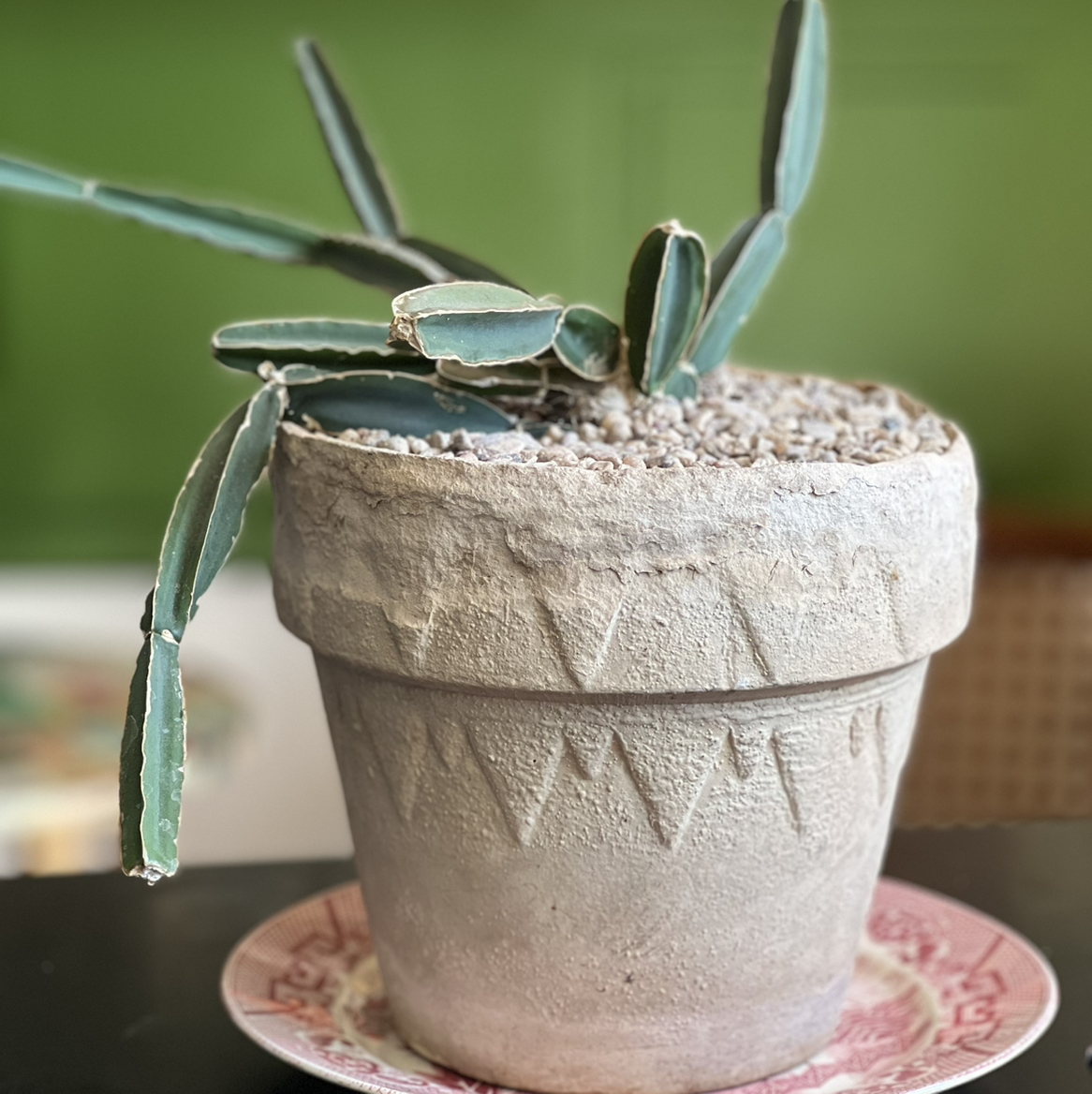 Photo of the plant species Adamant Creeper by Agnes lou named Pliny the Elder📓 on Greg, the plant care app