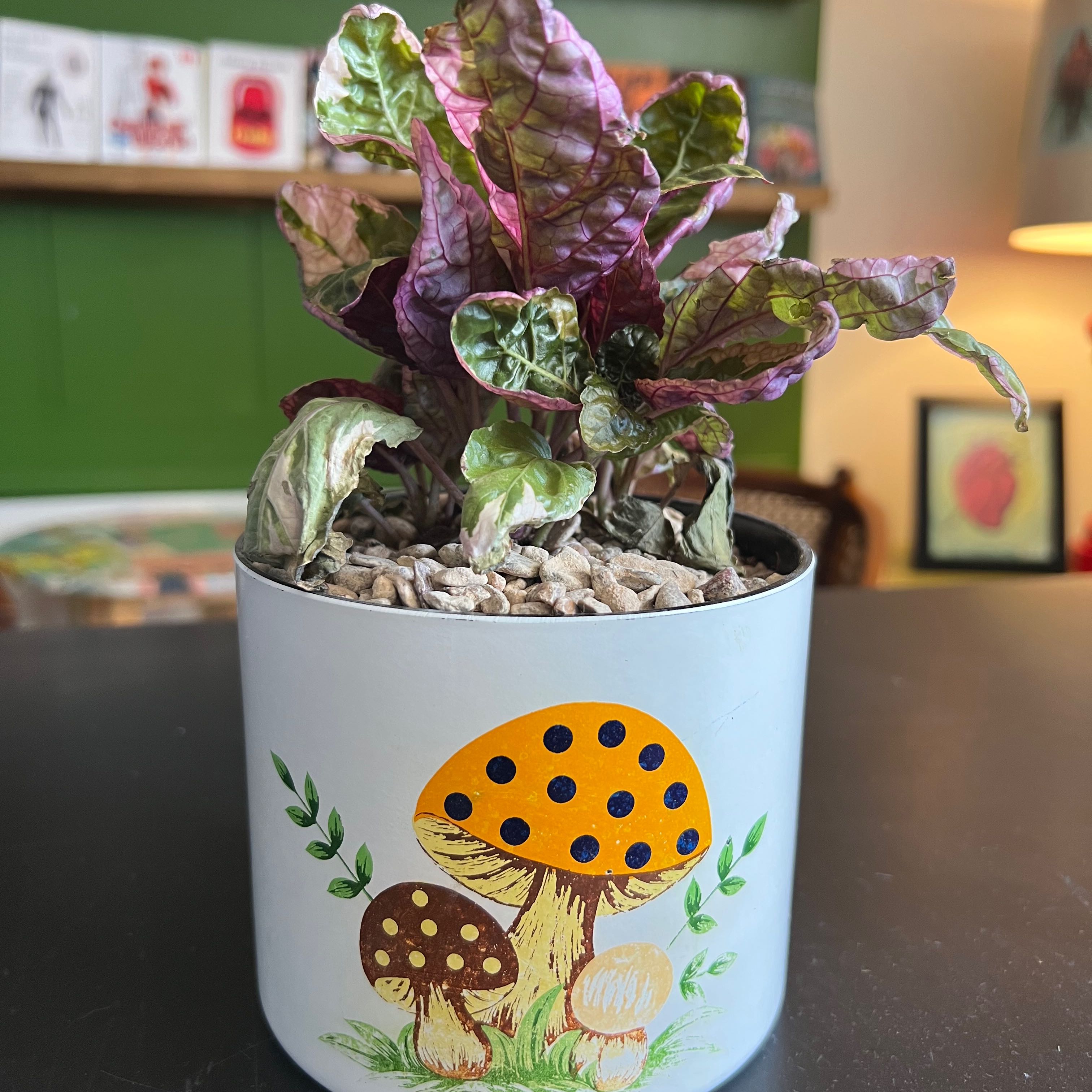 Snow White Waffle Plant in a decorative pot with some leaf discoloration.