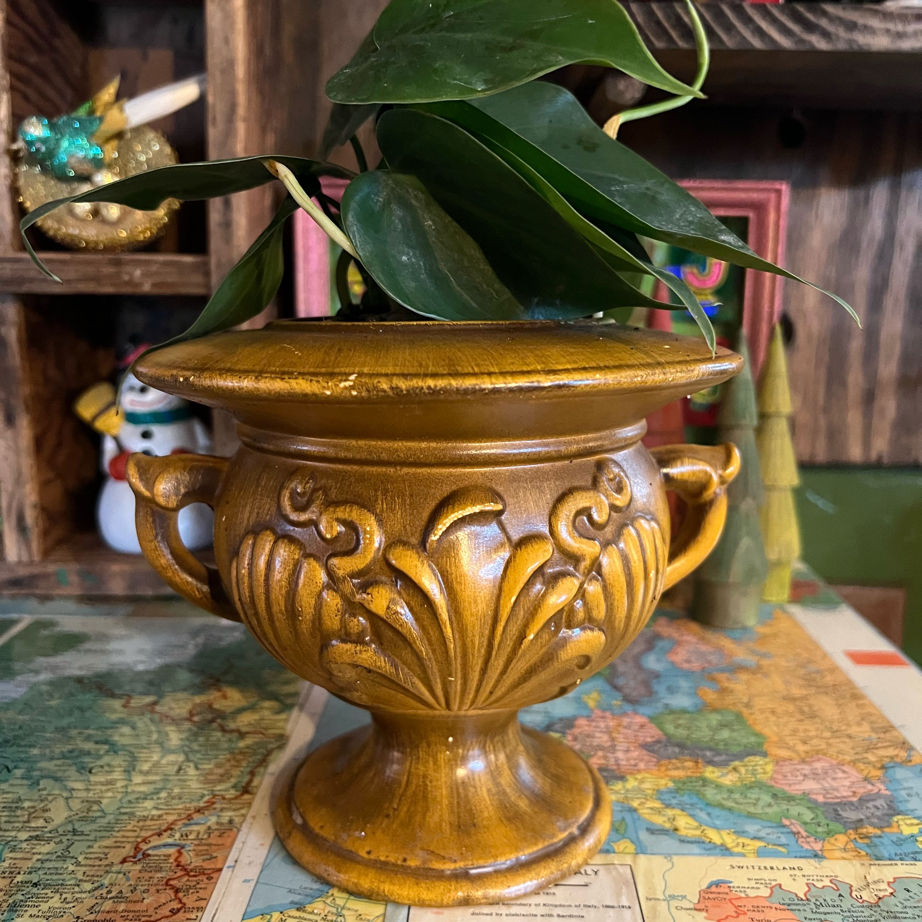 Photo of the plant species Green Philodendron by Agnes lou named Ćroi🏠 on Greg, the plant care app