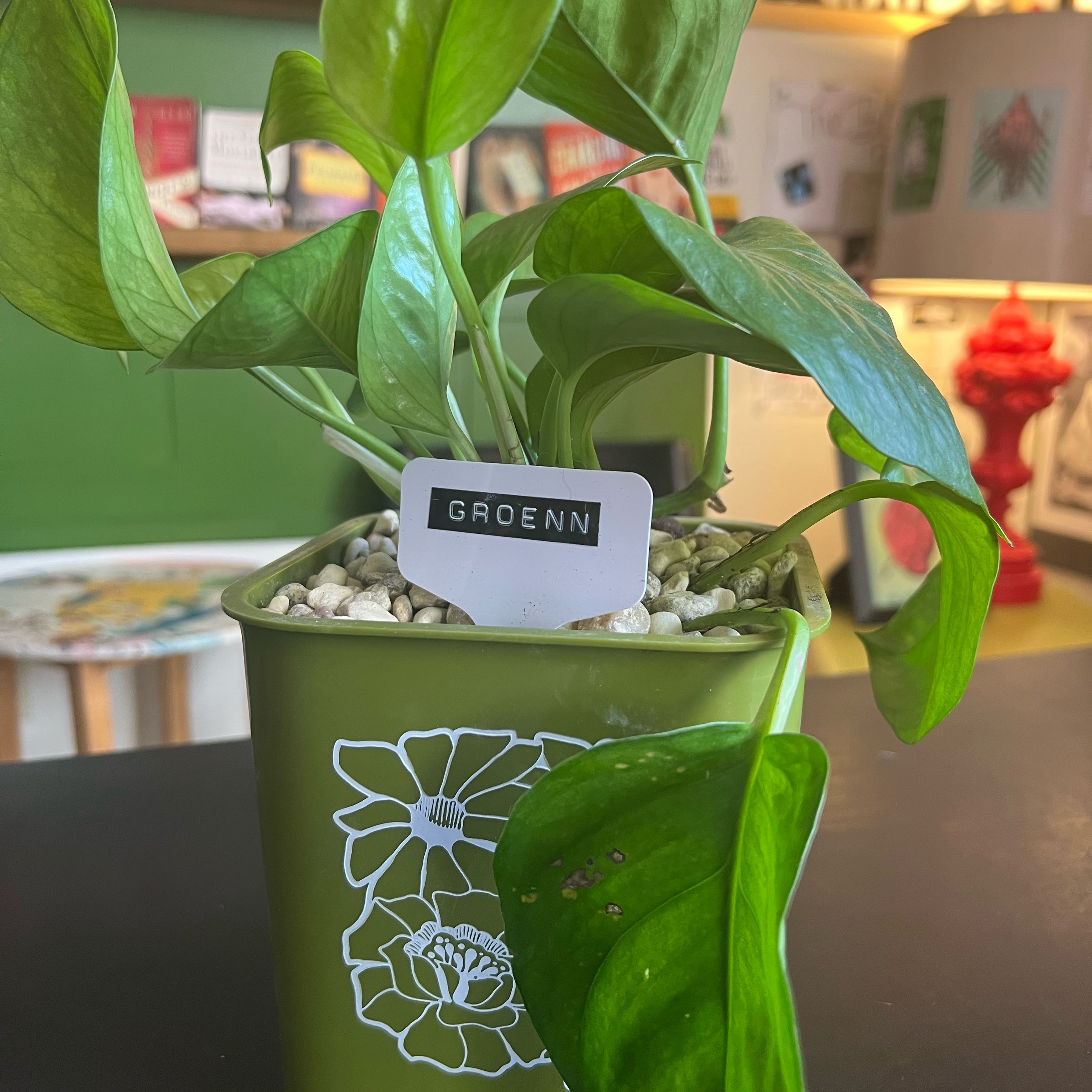 Photo of the plant species Greenjula by Agnes lou named Groenn📓 on Greg, the plant care app