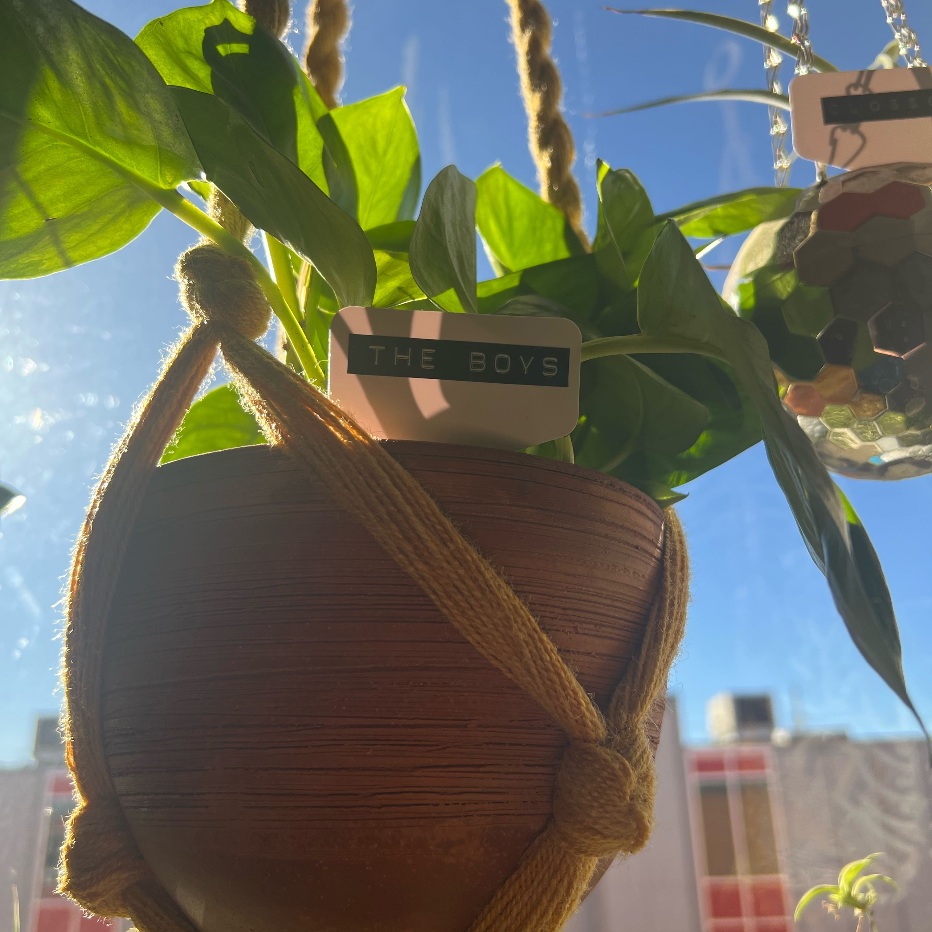 Photo of the plant species Greenjula by Agnes lou named The Boys📓 on Greg, the plant care app