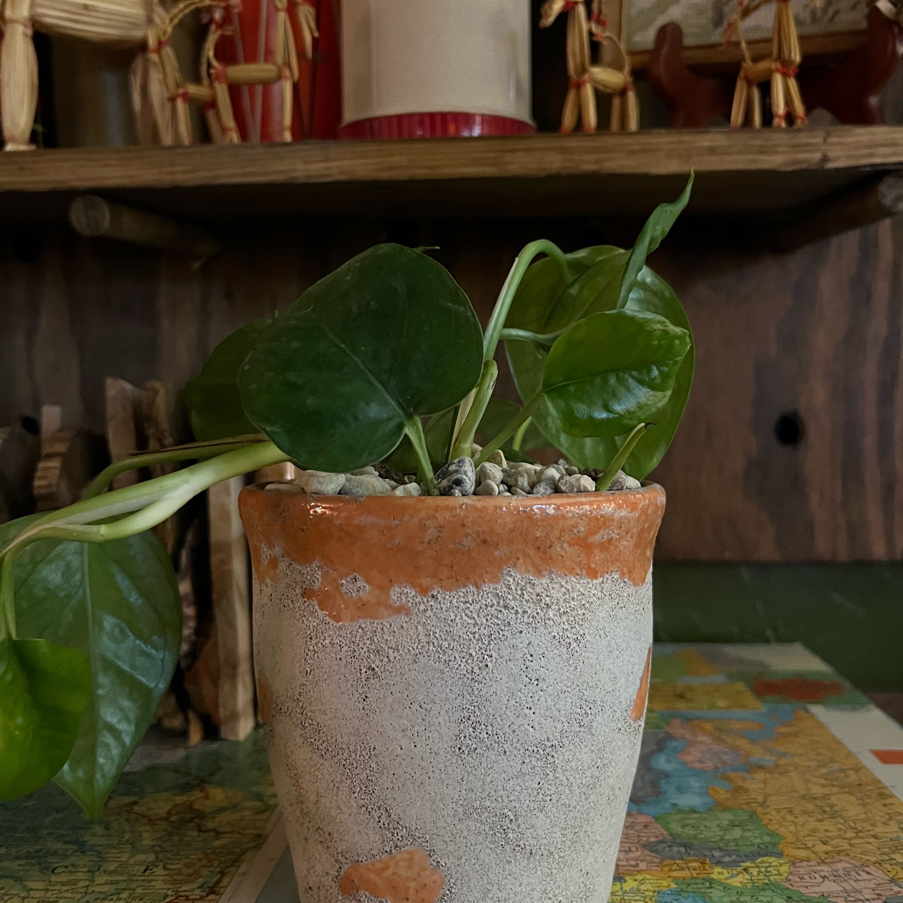 Photo of the plant species Greenjula by Agnes lou named Brandgul🏠 on Greg, the plant care app