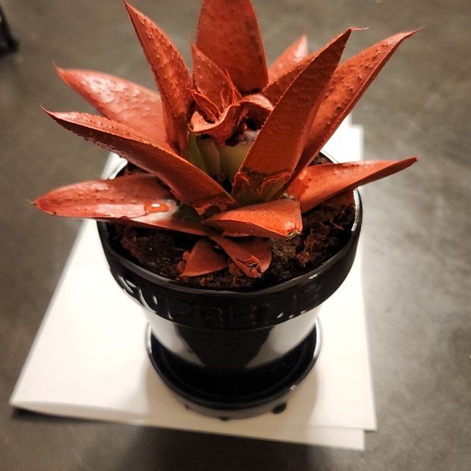 Photo of the plant species Kosmik Kaktus by @Robb787 named Einstein on Greg, the plant care app