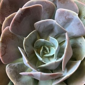 Photo of the plant species Cream Puff by @WarmMymumrose36 named Coco on Greg, the plant care app
