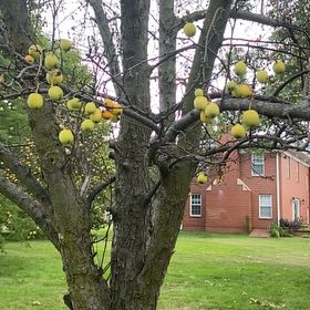 Photo of the plant species Crab Apple by @AceGreen3 named Denali on Greg, the plant care app