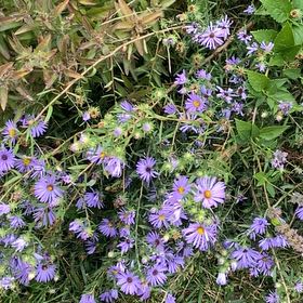 Photo of the plant species Michaelmas Daisy by @AceGreen3 named Tolkien on Greg, the plant care app