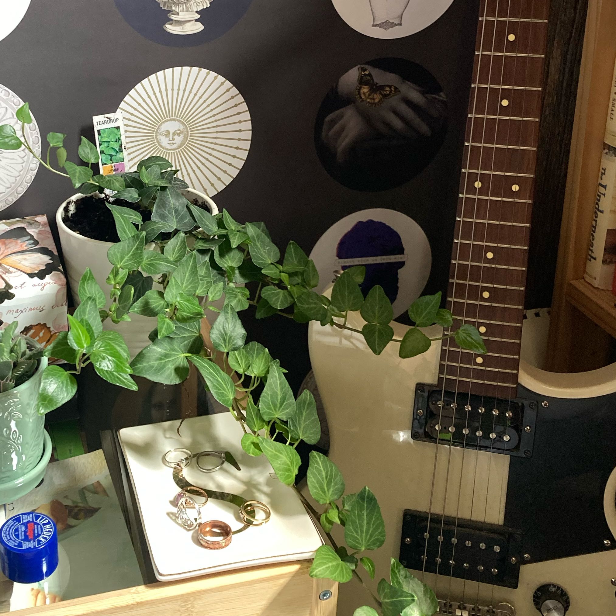 Photo of the plant species Teardrop Ivy by @FunMum45 named ivy on Greg, the plant care app