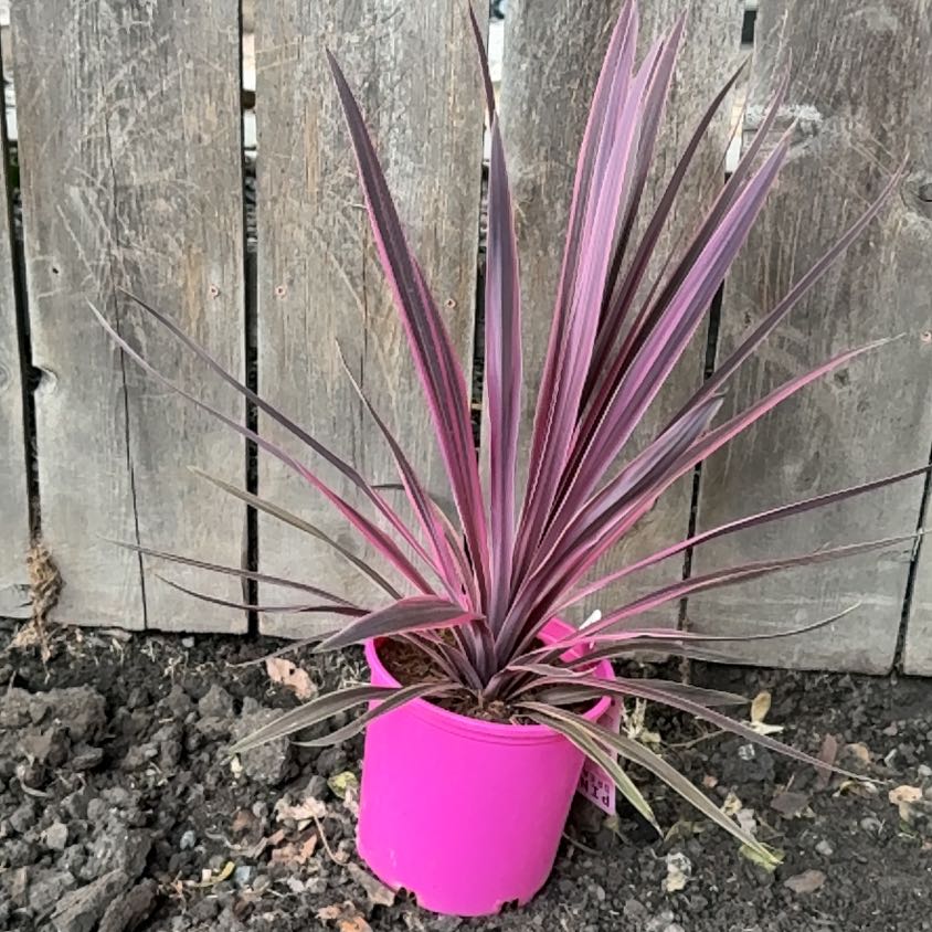 Photo of the plant species Pink Dream by @WiseAlbo43 named Pink Dreams Cordyline on Greg, the plant care app