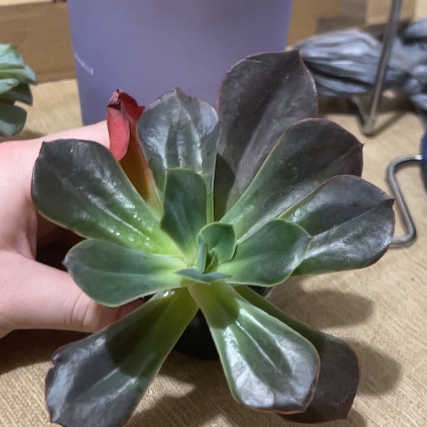 Photo of the plant species Echeveria 'Rico' by @GiddyLettuce94 named Rico on Greg, the plant care app