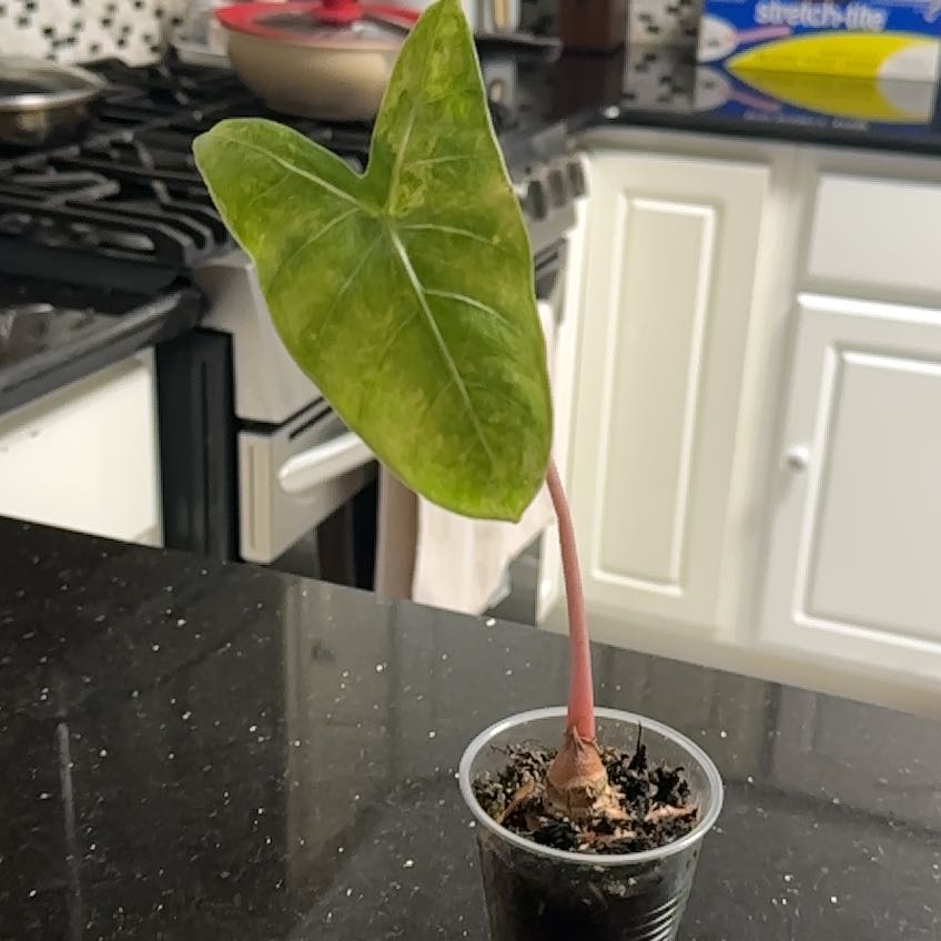 Photo of the plant species Alocasia Nairobi Nights by @GrownCorkoak66 named Bieber on Greg, the plant care app