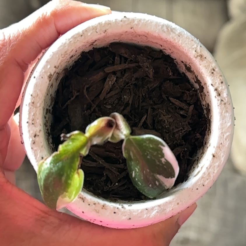 Photo of the plant species White Knight Philodendron by @hipsteryeti named Philomena on Greg, the plant care app