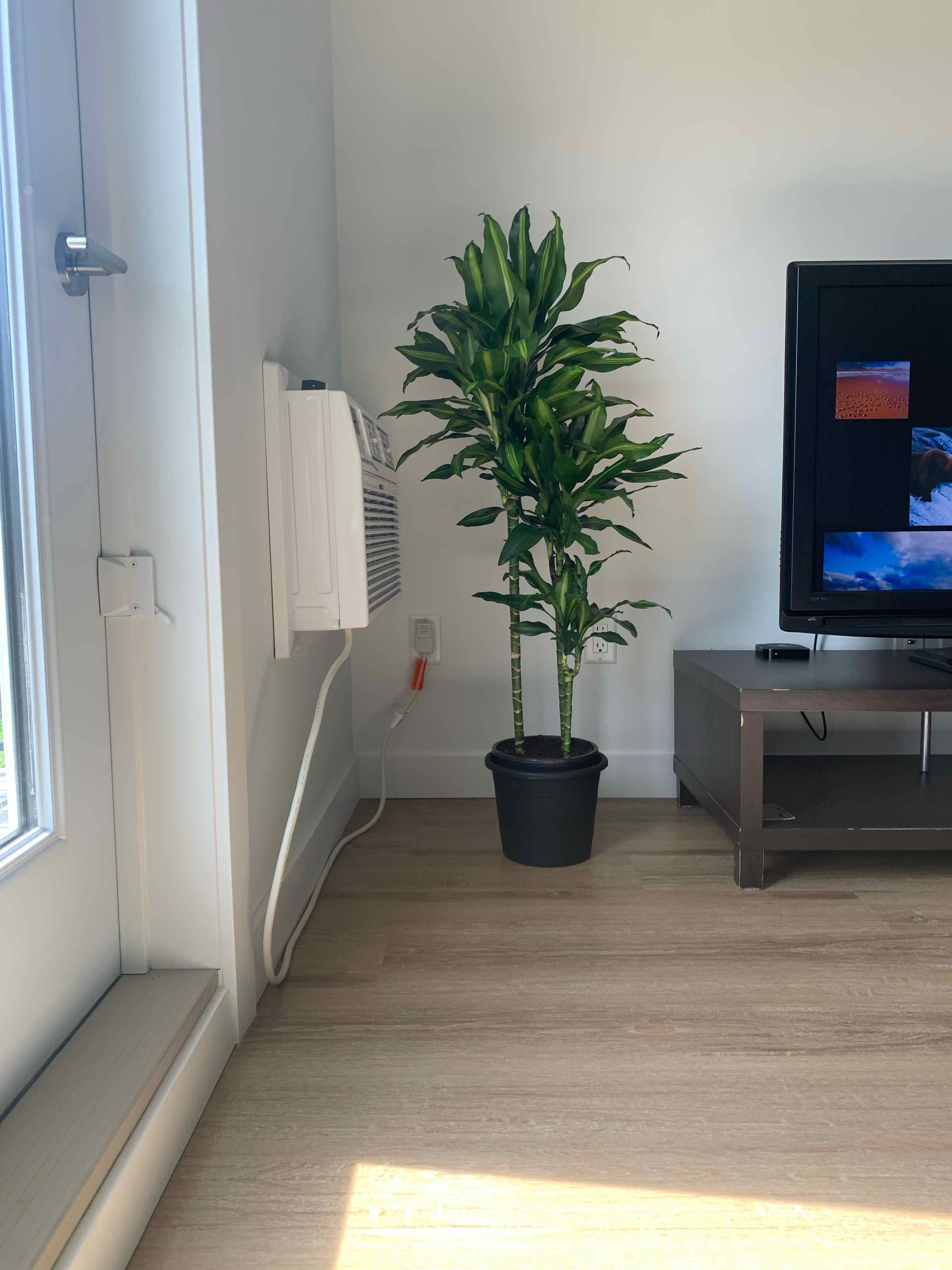 Dracaena Cintho plant in a black pot indoors near a TV and air conditioning unit.