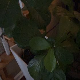 Photo of the plant species Water Oak by @ArtisteWaxvine0 named Xena on Greg, the plant care app